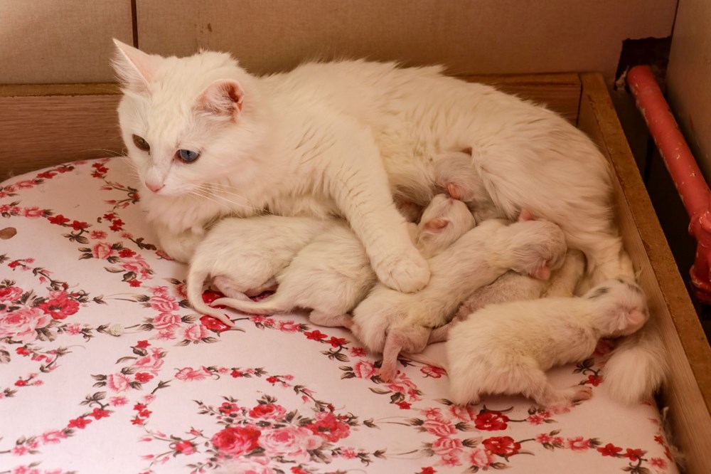 Yılın ilk Van kedileri doğdu - 5