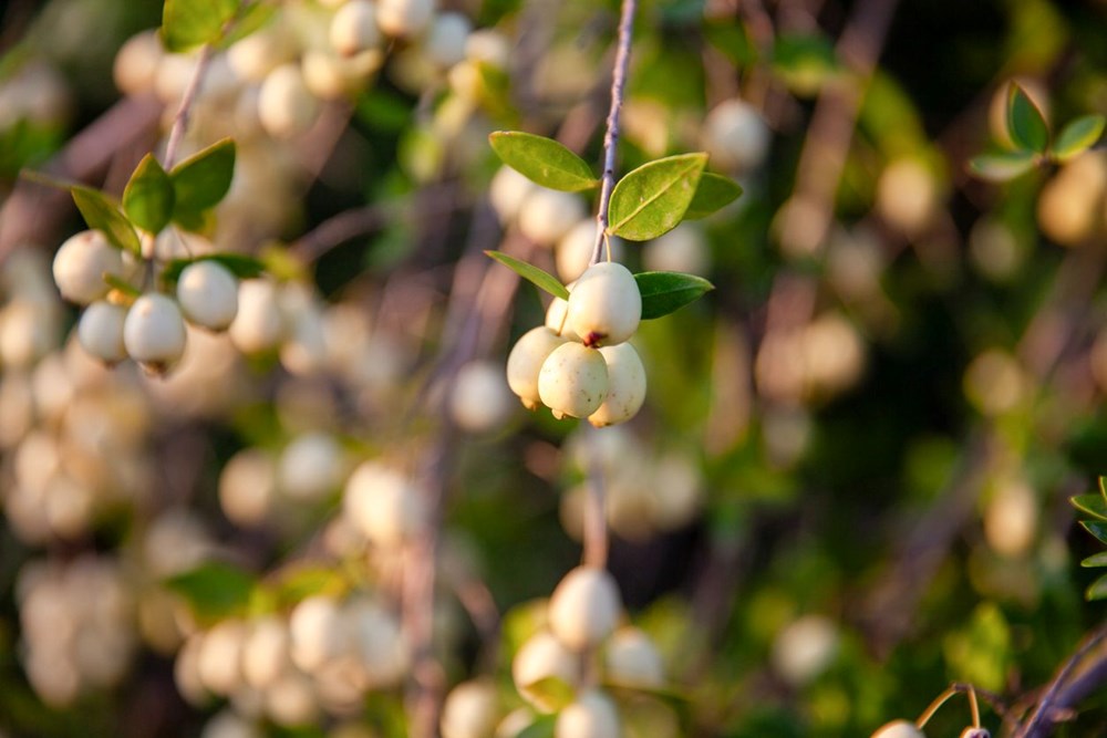 Halk arasında "Mersin meyvesi" olarak biliniyor: Herkesin bir an önce keşfetmesi gerekiyor - 2