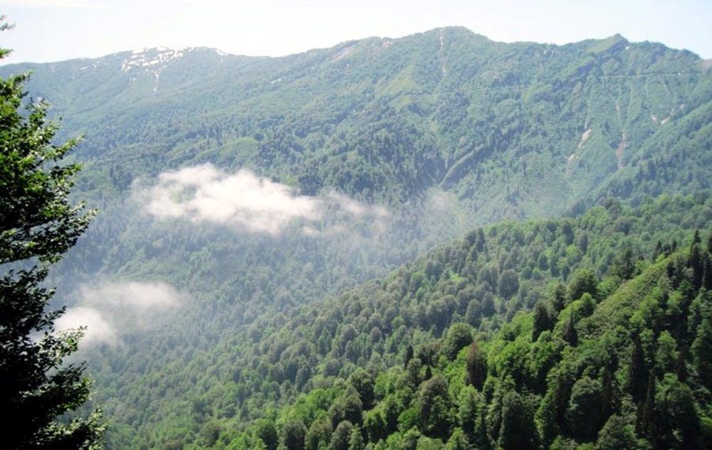 Artvin'i böcek bastı - 7