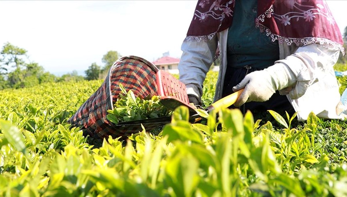 Rize'nin 3 aylık çay ihracatı yüzde 72 arttı