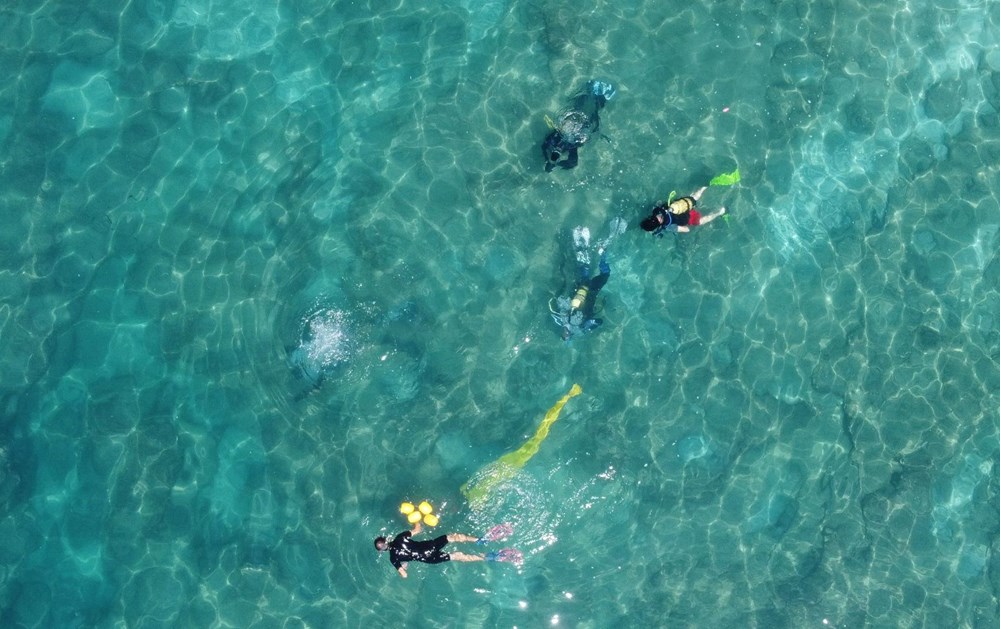 Akdeniz'de dikenli zehirli deniz kestanesi istilası - 4