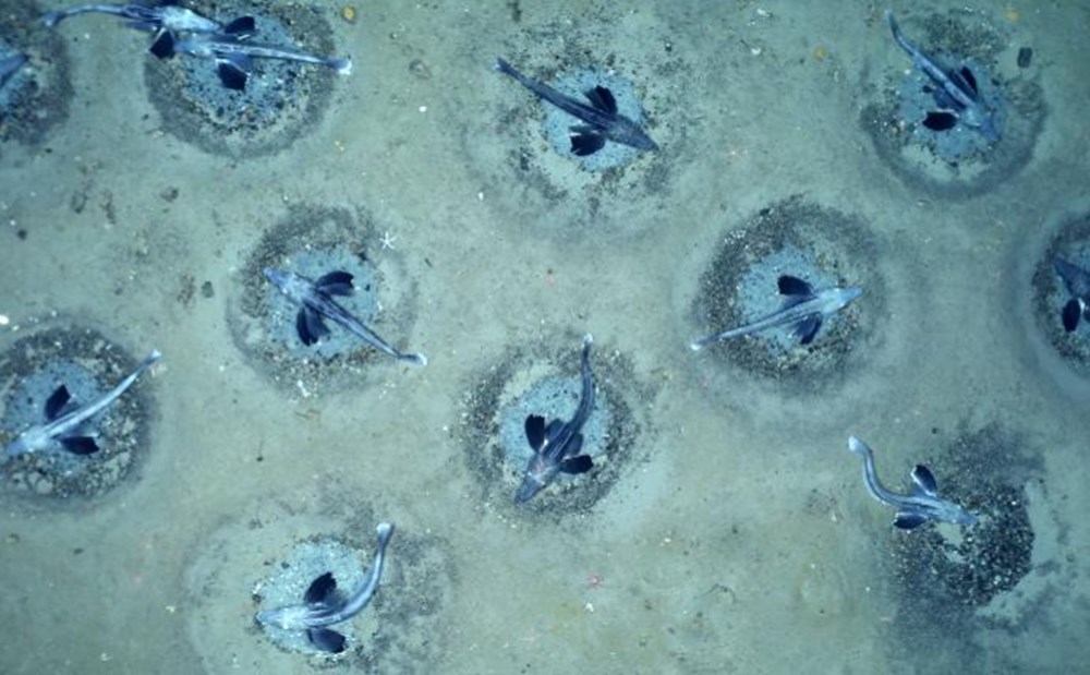 Antarktika'da eşsiz keşif: Dünyanın en büyük balık üreme kolonisi ortaya çıktı - 7