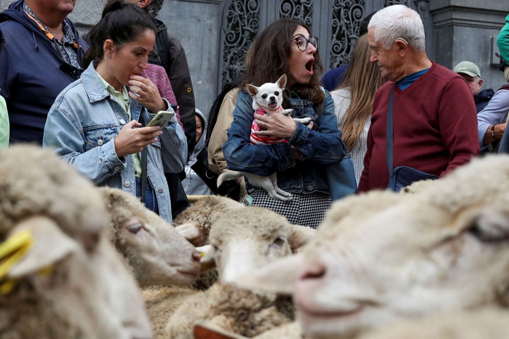 Madrid'de koyunlar şehre indi - 10