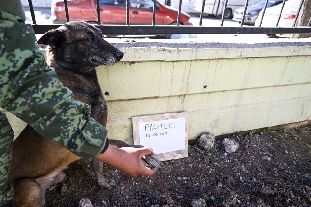 Meksika'nın arama kurtarma köpeği Proteo'ya Adıyaman'da hüzünlü veda: 3 kişinin enkazdan çıkmasını sağladı - 3