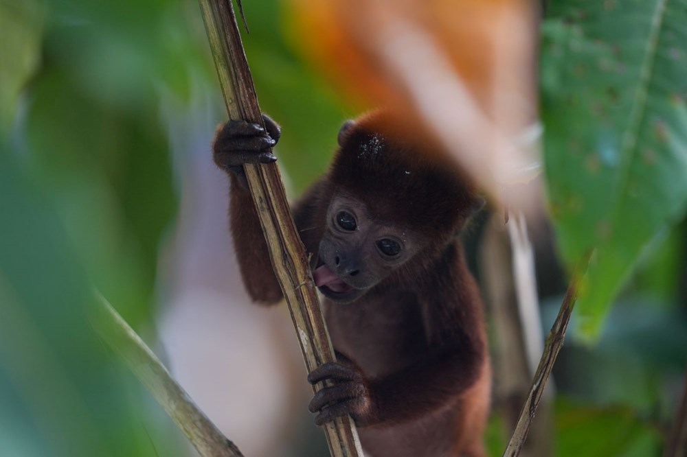 Kolombiya'da yavrusu ele geçirildi: Sesleri 5 kilometreden duyulabiliyor - 4