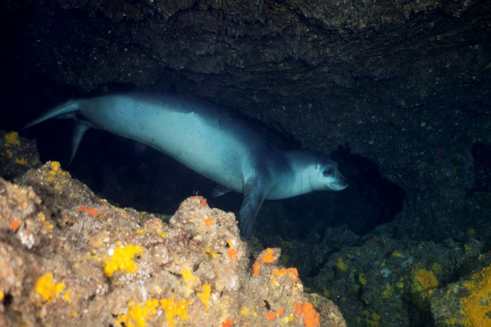 Akdeniz foklarının yaşam alanı mağaralar için 'tur' tepkisi - 1