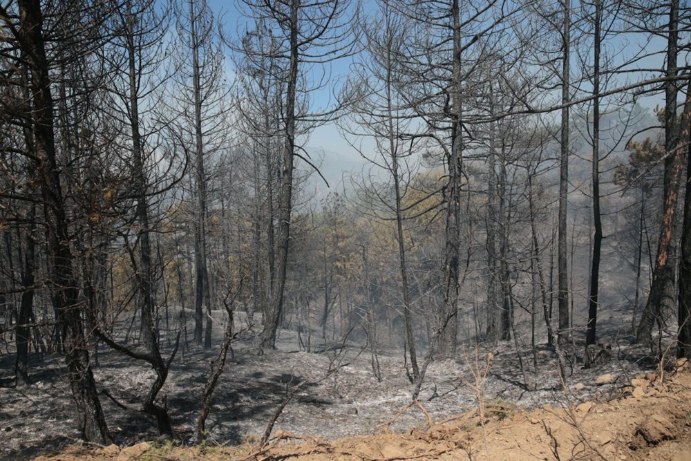 Orman yangınlarıyla mücadele | Bakan Yumaklı: Eylül'ün 15'ine kadar alarm durumumuz devam ediyor - 19