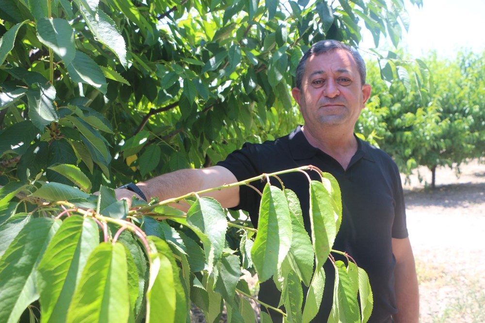 Zirai don kirazı vurdu: 20 bin tonluk rekolte sıfıra indi - 4