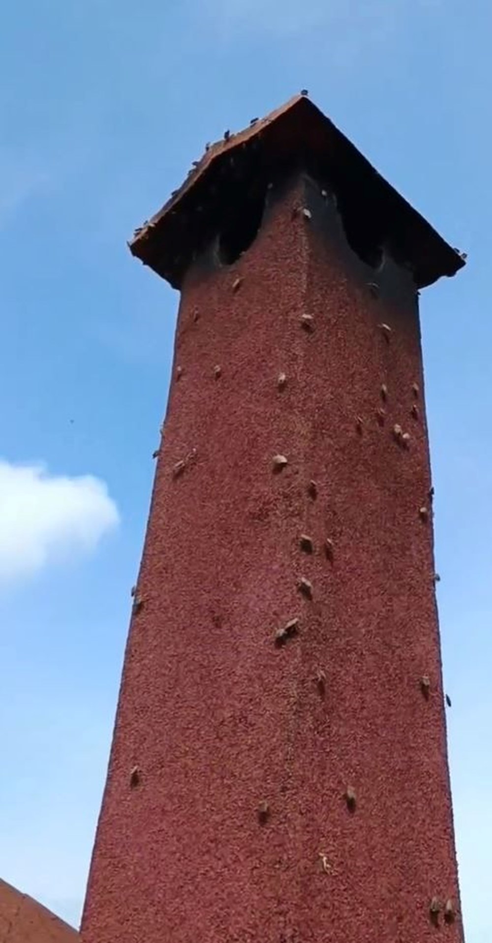 Karadeniz'de "istilacı böcek" kabusu | 14 bin yumurta bırakıyor - 13