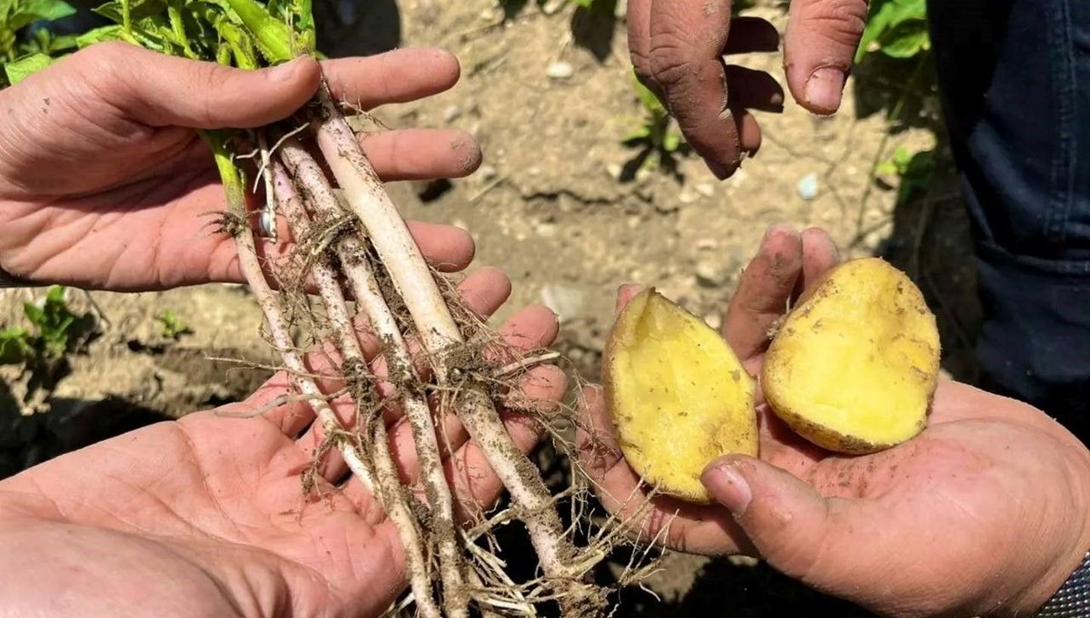 Patates üzerindeki siyah noktalara dikkat! Meğer içini komple kaplıyormuş