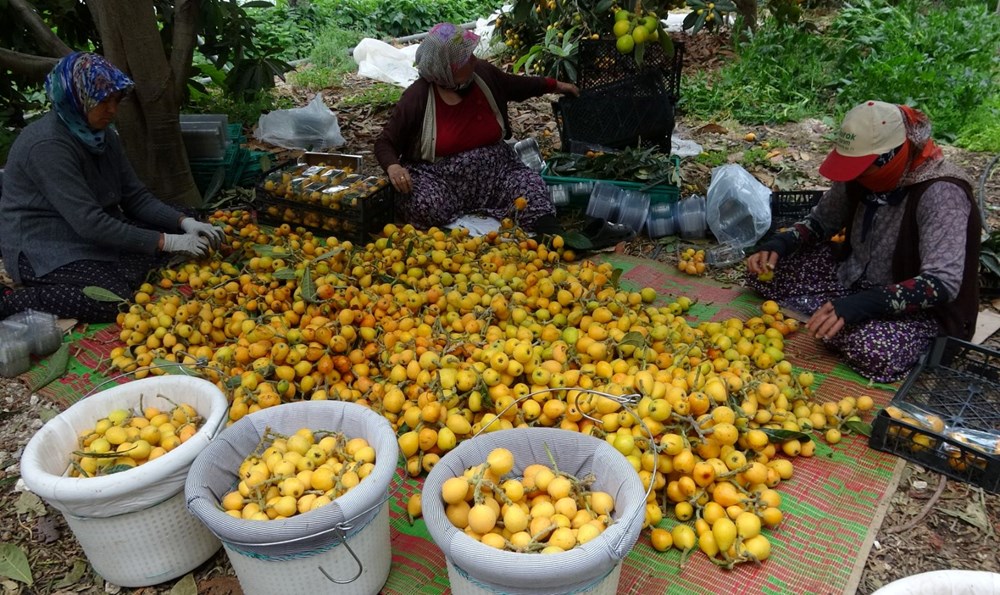 Halk ortasında "sarı altın" deniliyor: Hasat başladı, kilosu 90 lira 73 KXr1C13JmEOQ5sfNIibirA