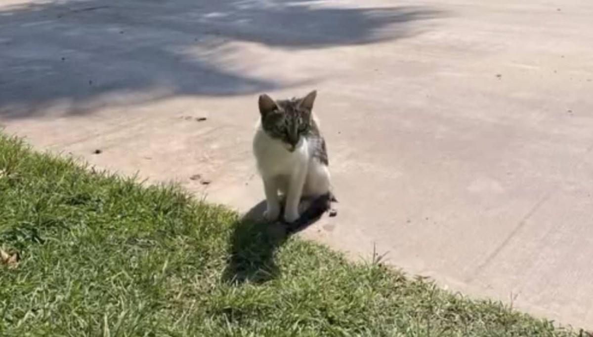 Denize düşen kedi kurtarıldı