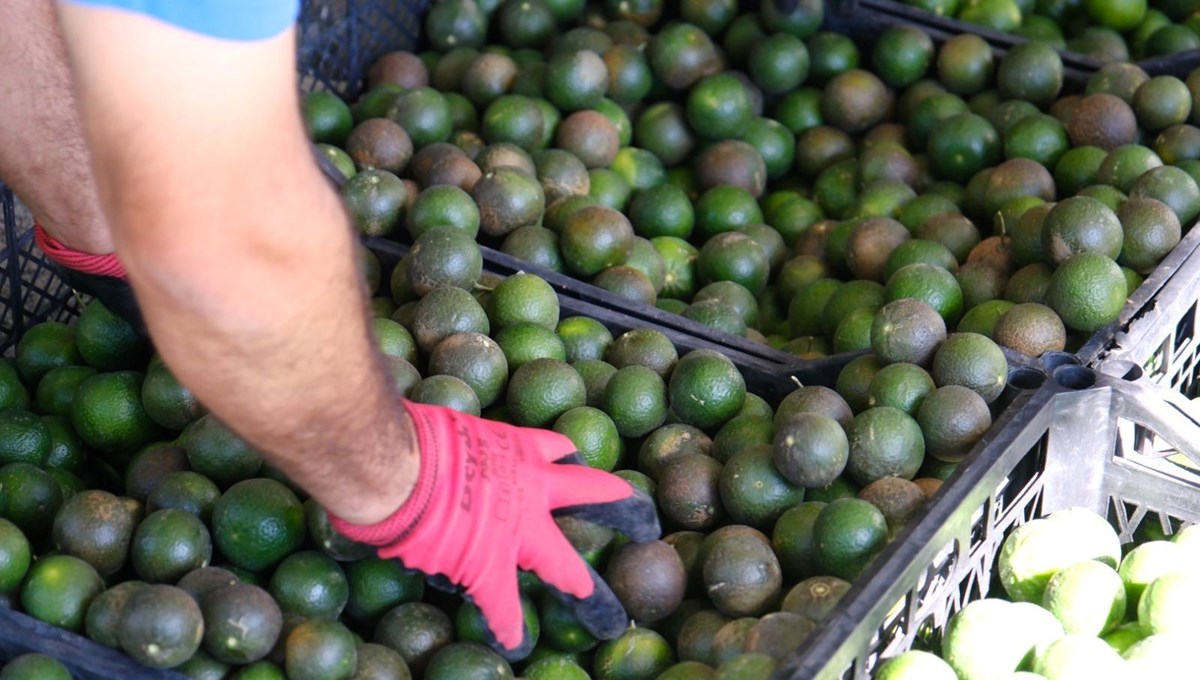 Türkiye’nin dört bir yanına ulaşıyor: Kendine has kokusu ve aroması var