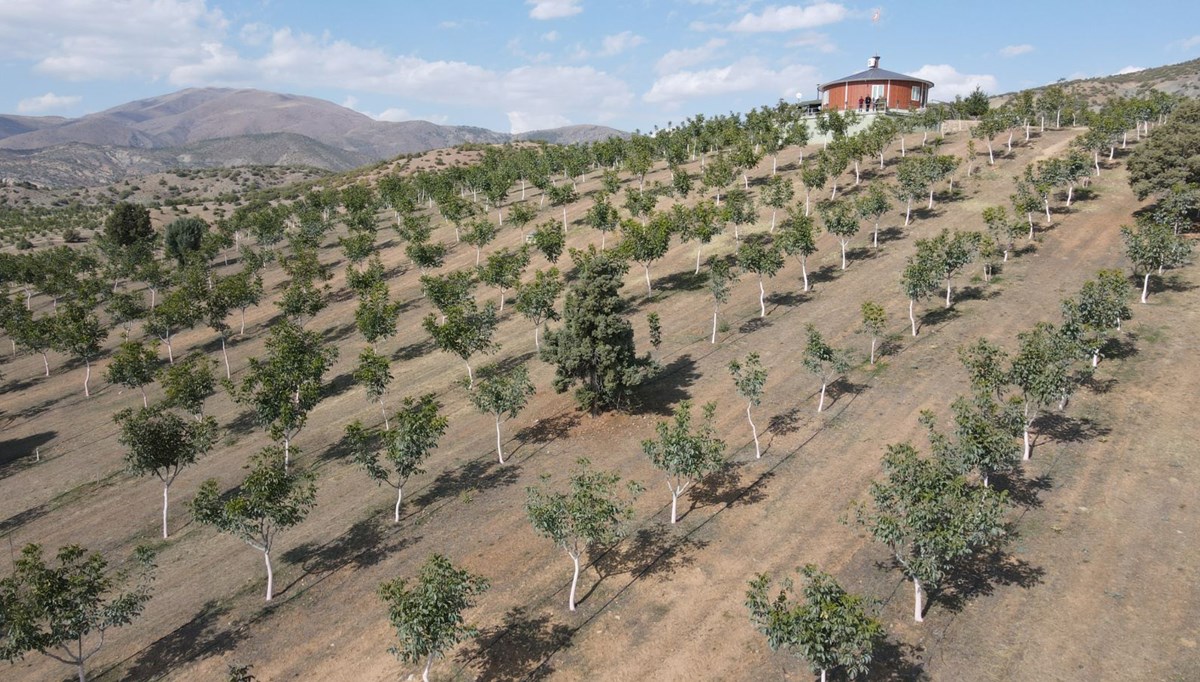 Çorak arazilere binlerce fidan ekti, 35 ton mahsul bekliyor Çorak arazilere binlerce fidan ekti, 35 ton mahsul bekliyor