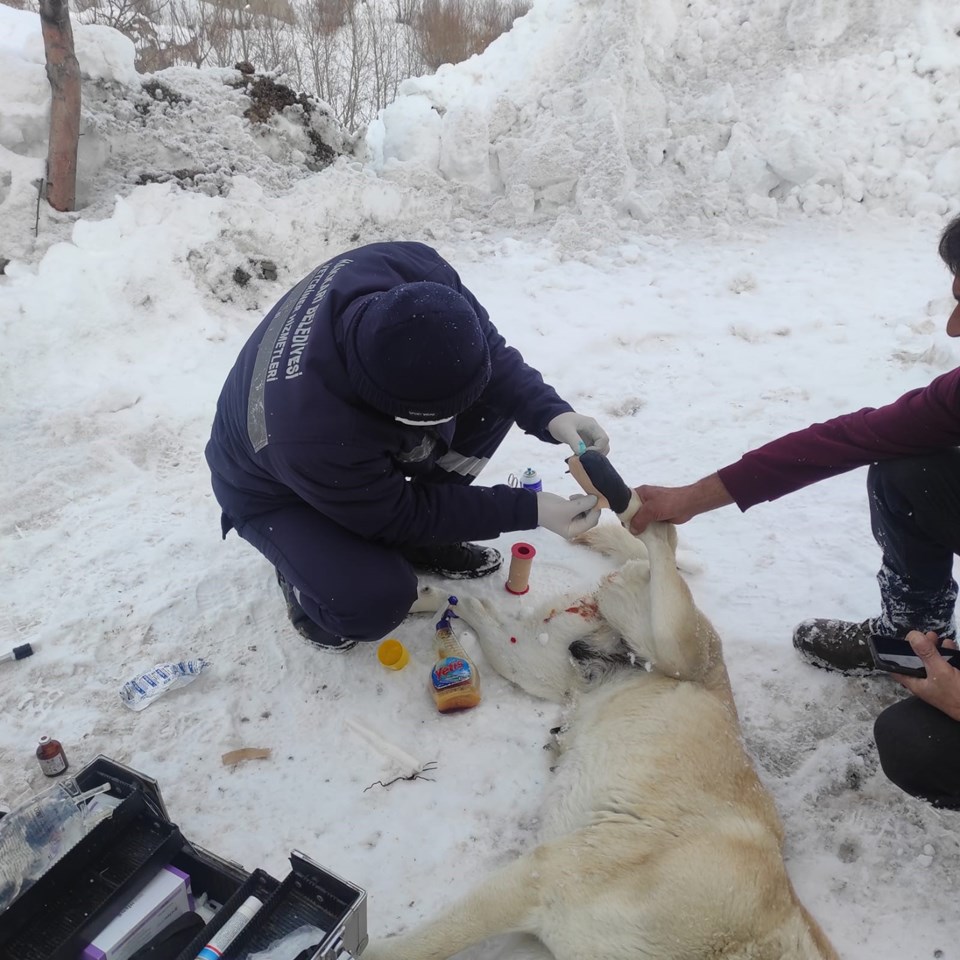 Hakkari'de elektrik teliyle bağlanan köpekler kurtarıldı - 1