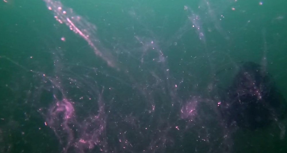 Marmara Alarm Veriyor: Müsilaj Tehlikesi Büyüyor 73 Ka7o7YoY9EiKfVkrSIBokA