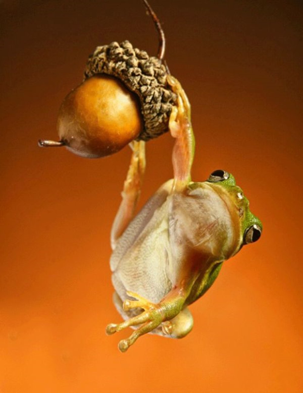 Квакша и улитка