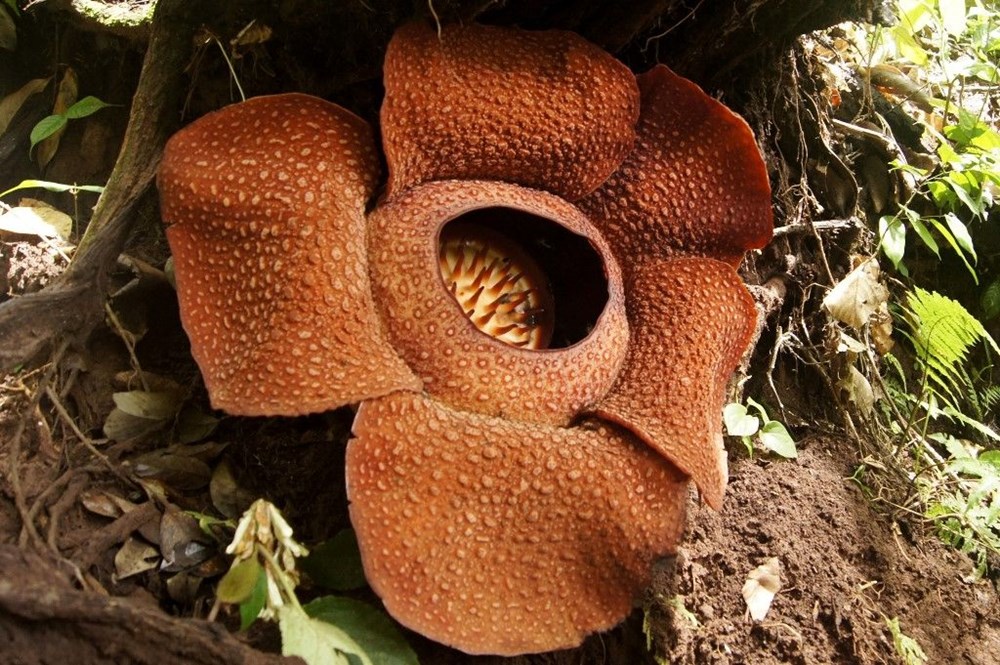 Dünyanın en büyüğü: Endonezya’da ceset çiçeği olarak da
bilinen 'Rafflesia arnoldii' açtı - 17