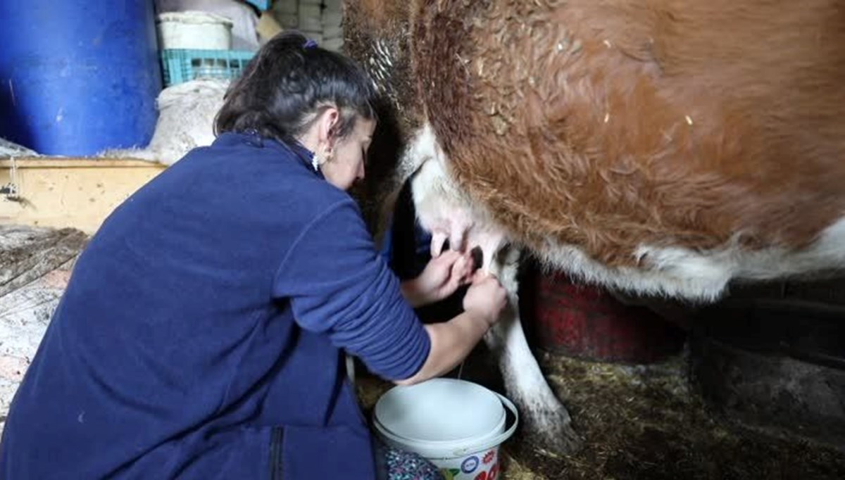 İnek sağarak güçlendirdiği bileğiyle dünya üçüncüsü oldu