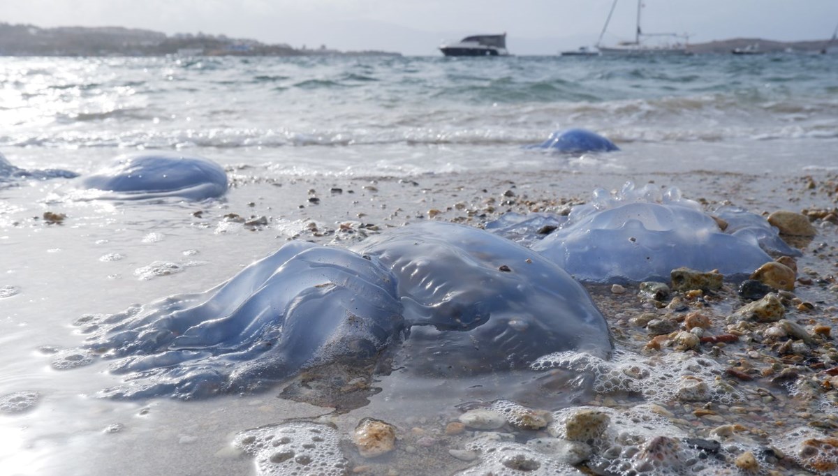Foça kıyıları denizanası kaplandı Foça kıyıları denizanası kaplandı
