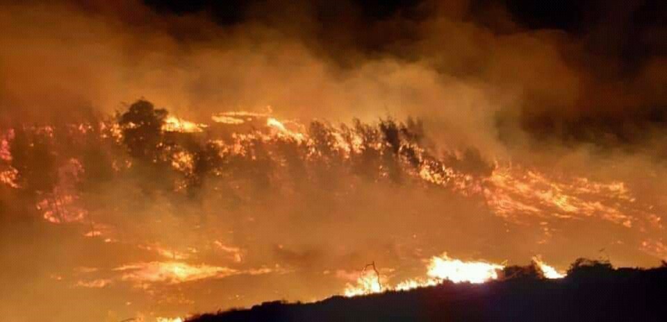 Adana'da orman yangını (6 saatte kontrol altına alındı) - 1