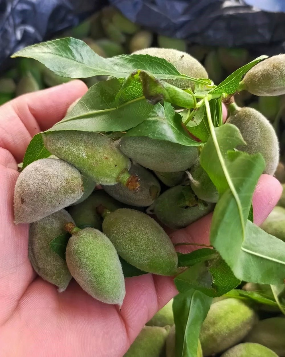 Bahar Esintisi Tezgahlarda: Kilosu 250 TL'den Yaza Davet 75 KeFIBgtm5UCADXitWYem6A