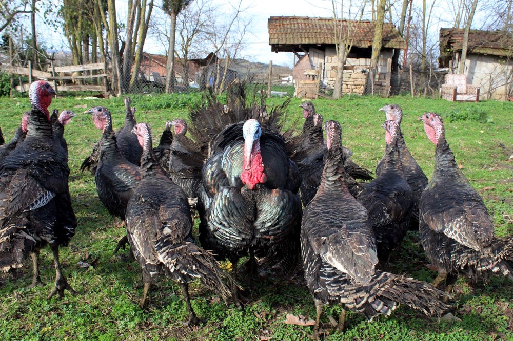 Yılbaşı hindileri bin liraya kadar çıkıyor - 5