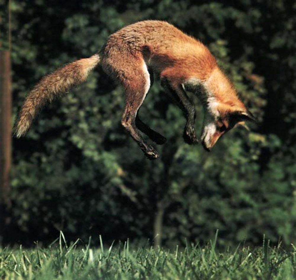 Fox out. Лиса в прыжке. Лисица в движении. Лиса бежит. Красный волк в прыжке.