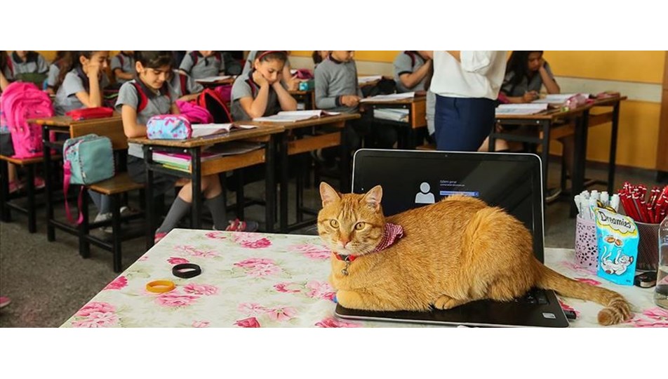 Kedi Tombi'ye hüzünlü veda