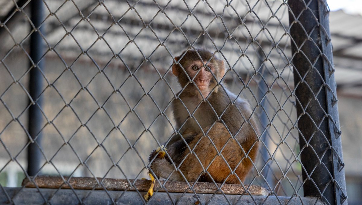 Şiddet mağduru maymun koruma altında