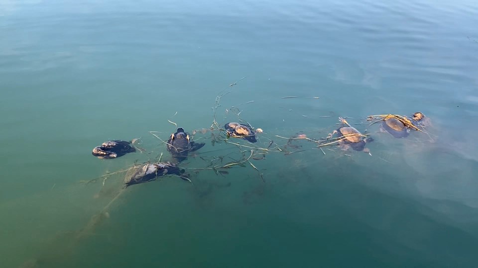 Sapanca Gölü'nde 'hayalet ağ' katliamı - 1
