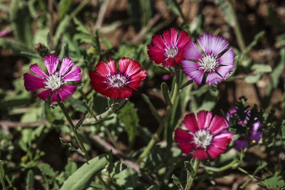 Dünya'da sadece Gölbaşı'nda yetişen 'Sevgi Çiçeği' - 3