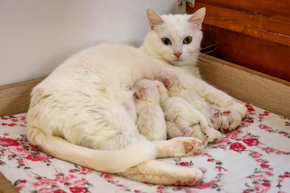 Yılın ilk Van kedileri doğdu - 6