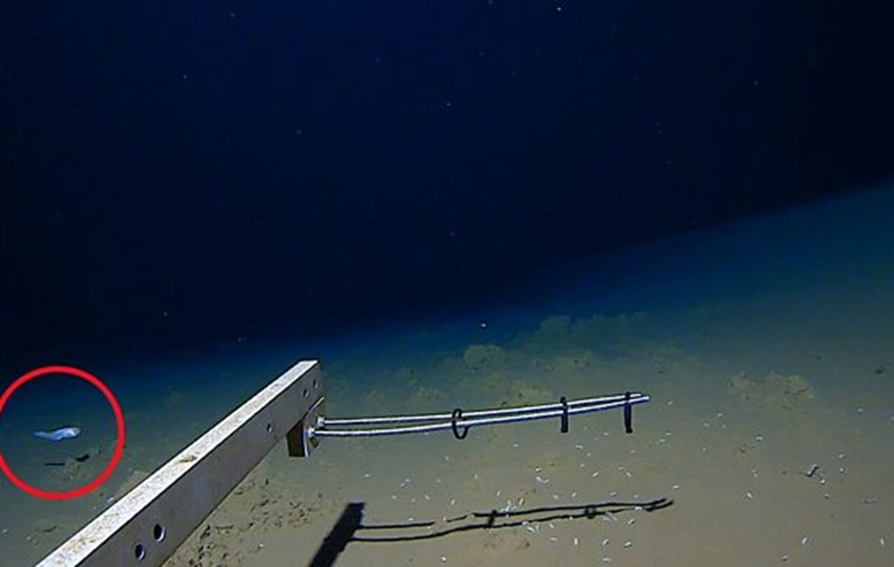 8 km derinlikte balık avı: Bugüne kadar en derinde avlanan balık rekoru kırıldı - 2