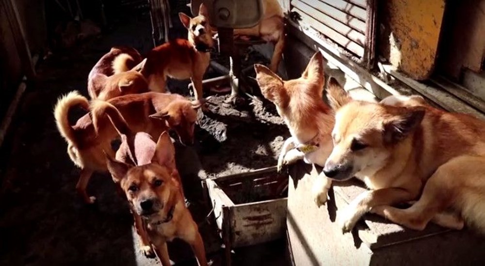 30 metrekarelik evde 164 köpek ile yaşıyorlar - 3