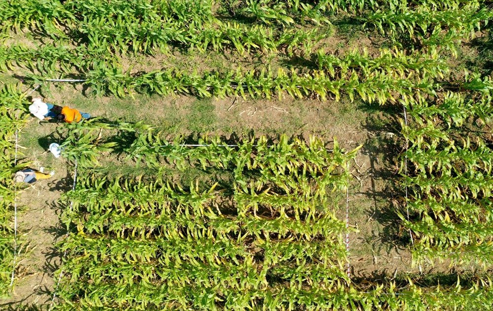 T�rkiye'nin ilk 'm�s�r labirenti'