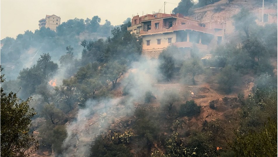 Cezayir'deki orman yangınlarında 42 kişi hayatını kaybetti