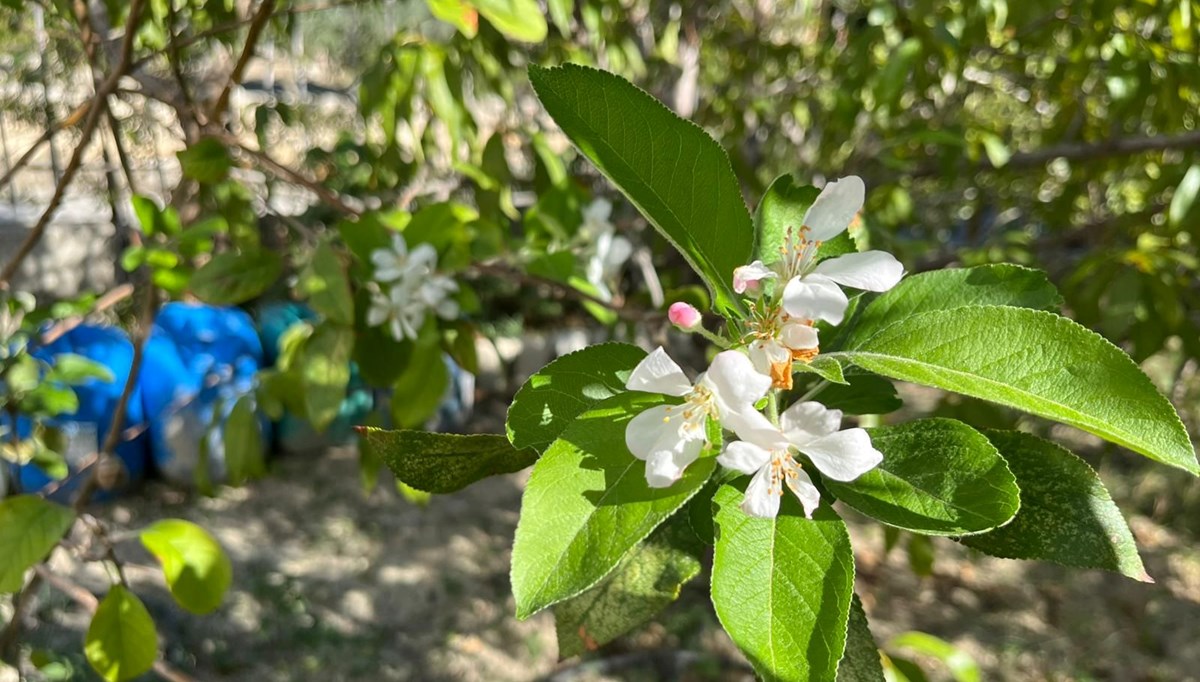 Meyve ağaçları sonbaharda çiçek açtı