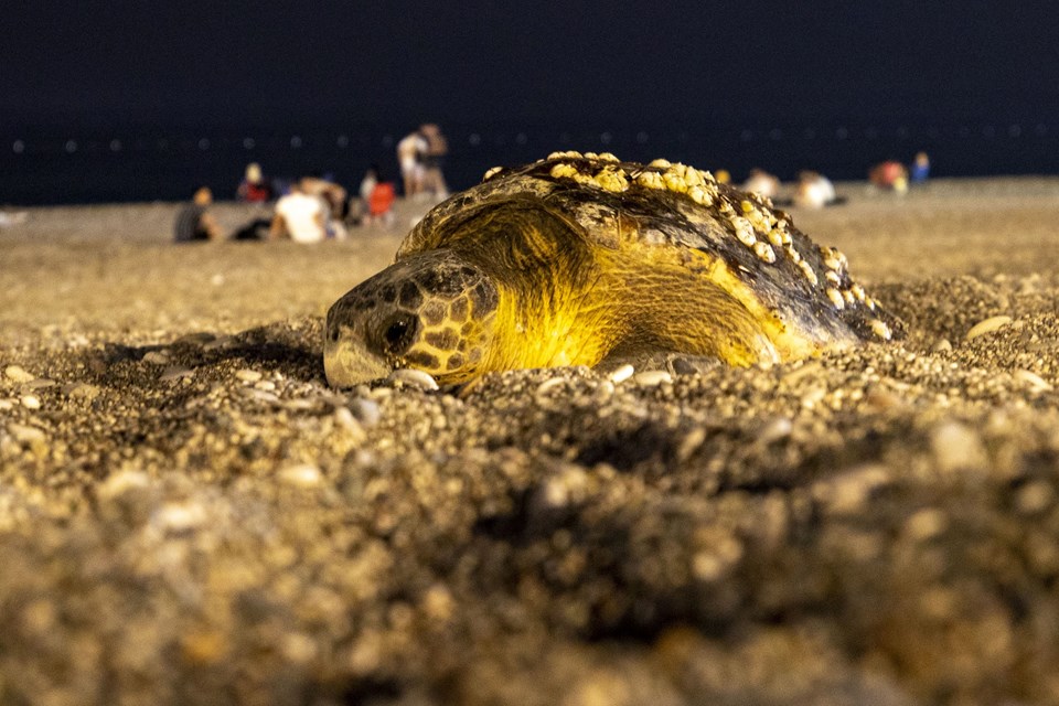 Antalya'da deniz kıyısına çıkan caretta caretta için sahil boşaltıldı - 2