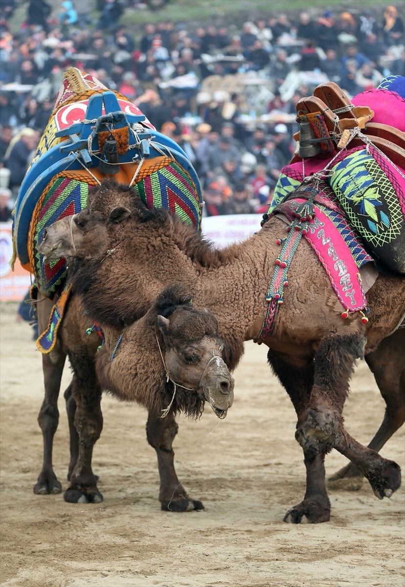 Wrestling Camel Toe