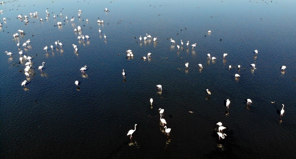 Van Gölü'nde flamingo şöleni - 4