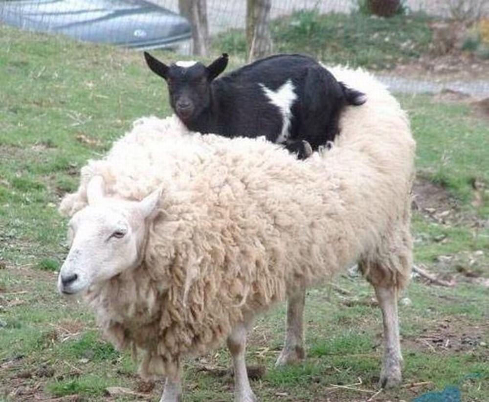 Как зовут овец. Sensiblesheep фото. Tell about Sheep.