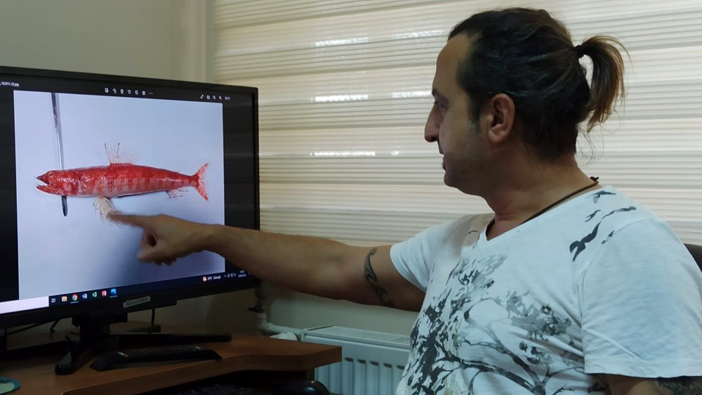 Akdeniz'de ilk kez görüldü:''Kızıl lokum''un genetik yapısı inceleniyor - 3