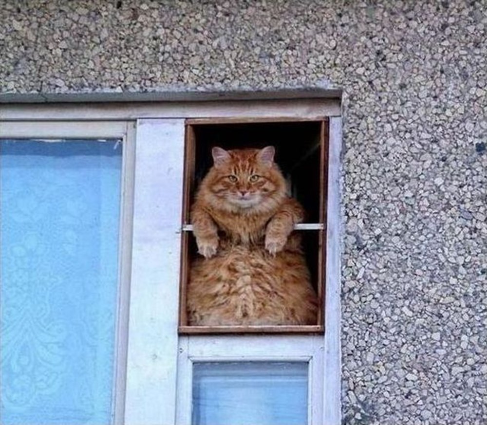 Толстый кот в окне