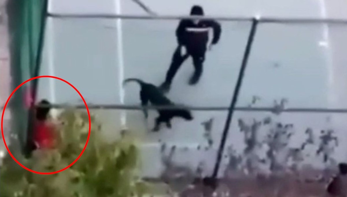 Pitbull cinsi köpeğini arkadaşına saldırttı