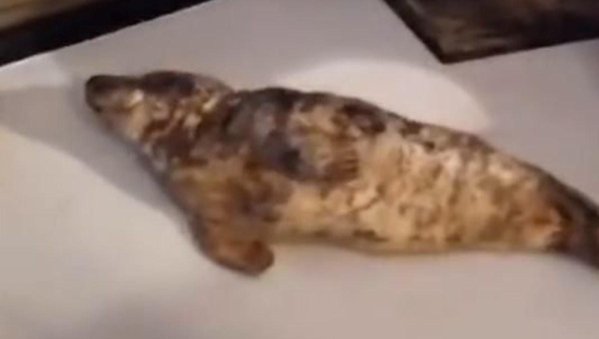 Açık kapıdan otel odasına girmiş! Yetkililer harekete geçti: Sevimli görünüyor ama ısırabilir Açık kapıdan otel odasına girmiş! Yetkililer harekete geçti: Sevimli görünüyor ama ısırabilir