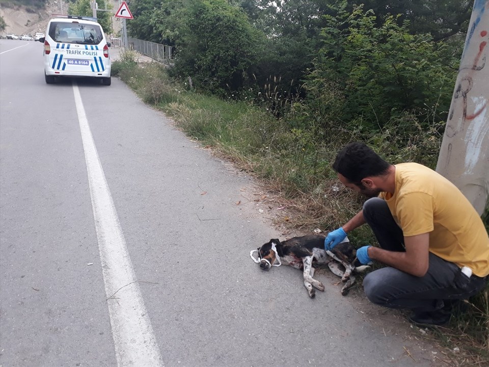 Kahramanmaraş'ta tüfekle ateş edilen köpek yaralandı - 1