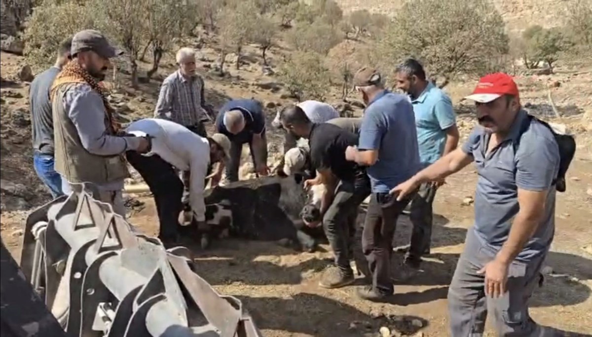 500 kiloluk ineğin ayağı kırıldı: 2 kilometre taşıdılar