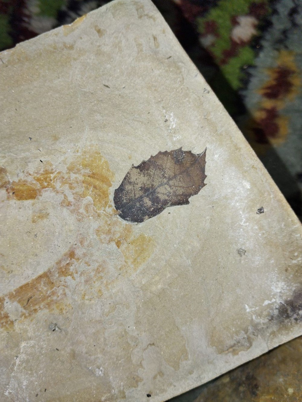 Kuşadası'nda gizemli keşif:15 milyon yıllık yaprak fosili bulundu 74 KqGG jLR8EGBm4A6stqDRw