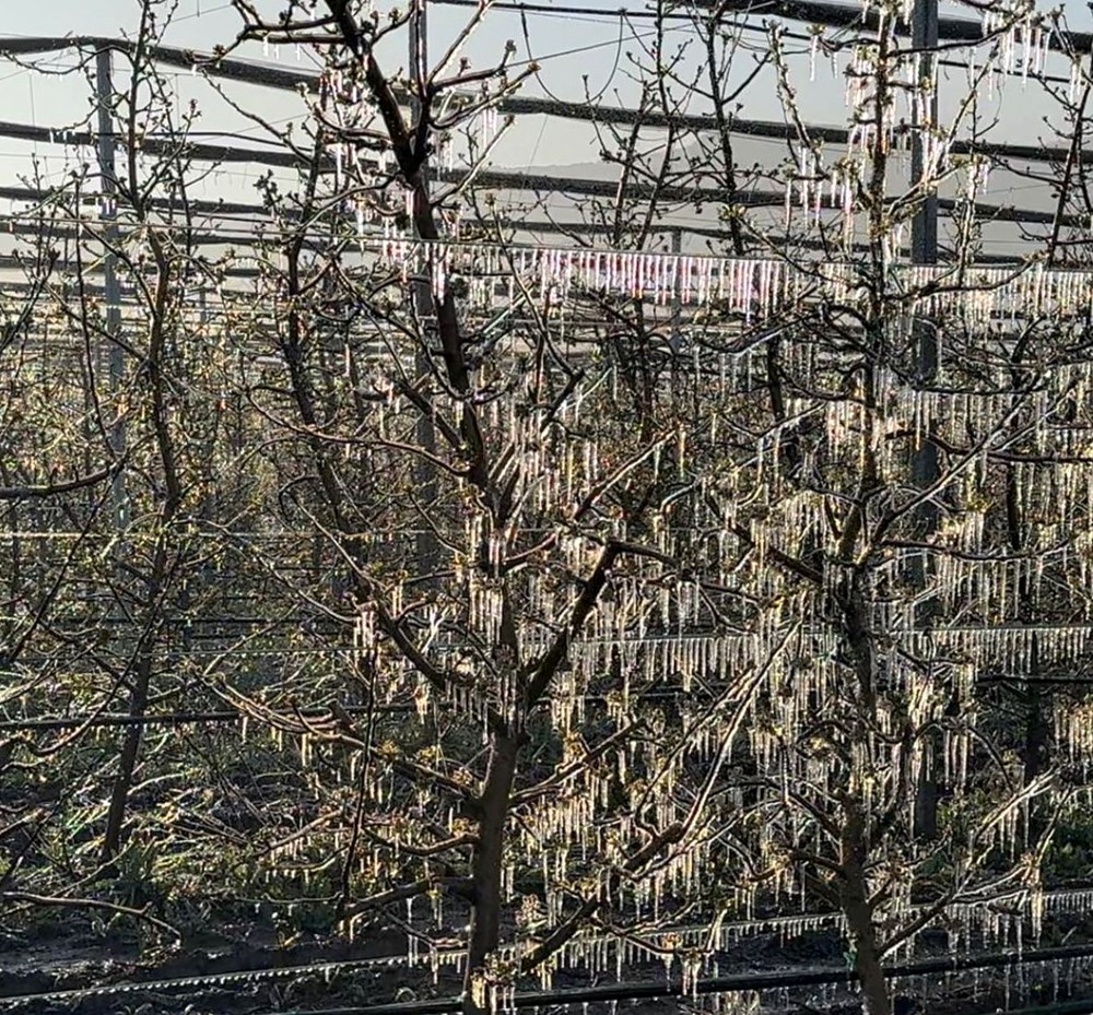 Isparta'da "zirai don" tesiri; elma, gül, kiraz ve kayısıda kayıp büyük 76 Kqj1QOFzYUmIYydAXLrEiQ